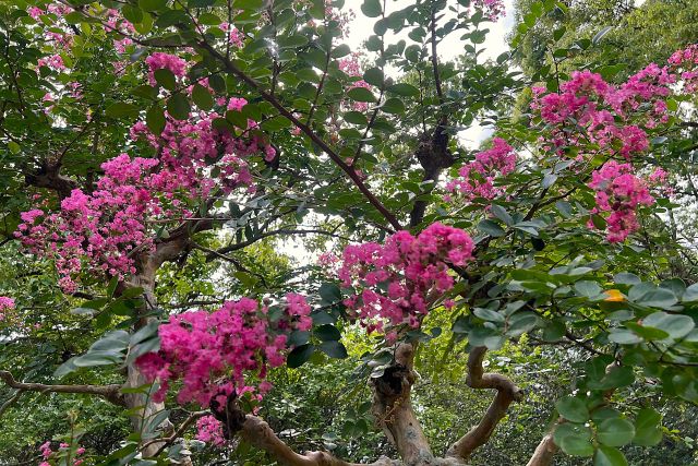 サルスベリ花