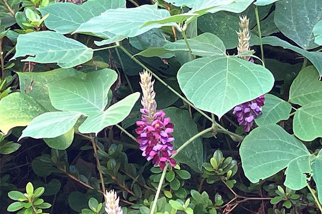 葛城北の丸、葛、秋の七草、くず