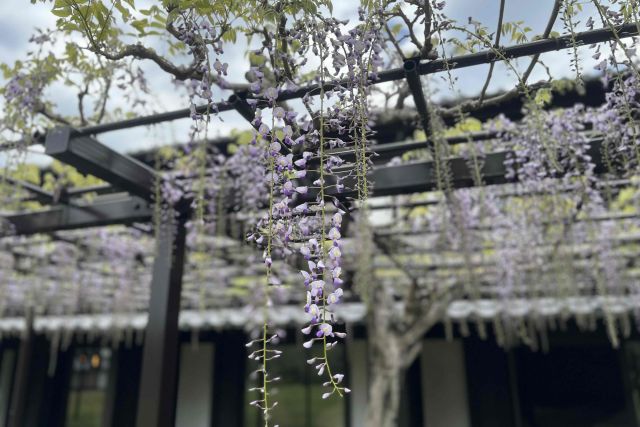 藤の花