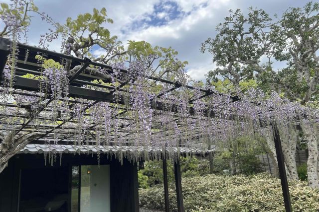 花鳥風月 ❆花だより❆ 藤の花のようす | 静岡県 袋井市 葛城 旅館