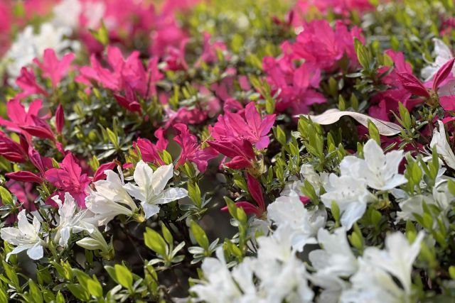 つつじの花