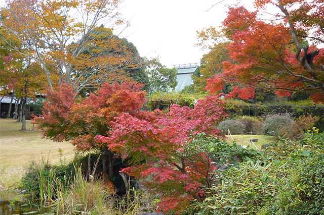 紅葉