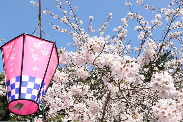 法多山,桜