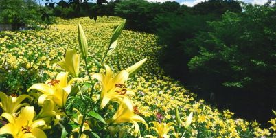 可睡ゆり園
