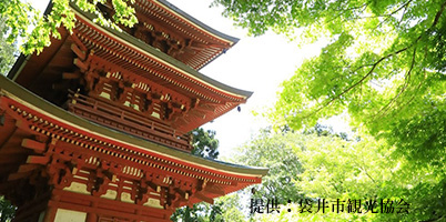 遠州三山、油山寺、青もみじ、葛城北の丸