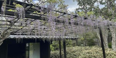 藤の花