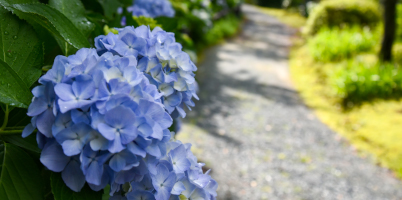 あじさい、紫陽花、アジサイ